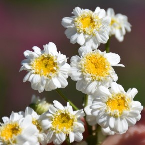 Camomile - essential oil - organic