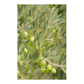 Olive leaves Organic