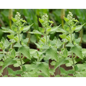 Nepeta cataire bio - Huile essentielle - Aroma'Plantes
