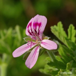 Geranium AP - essential oil - organic