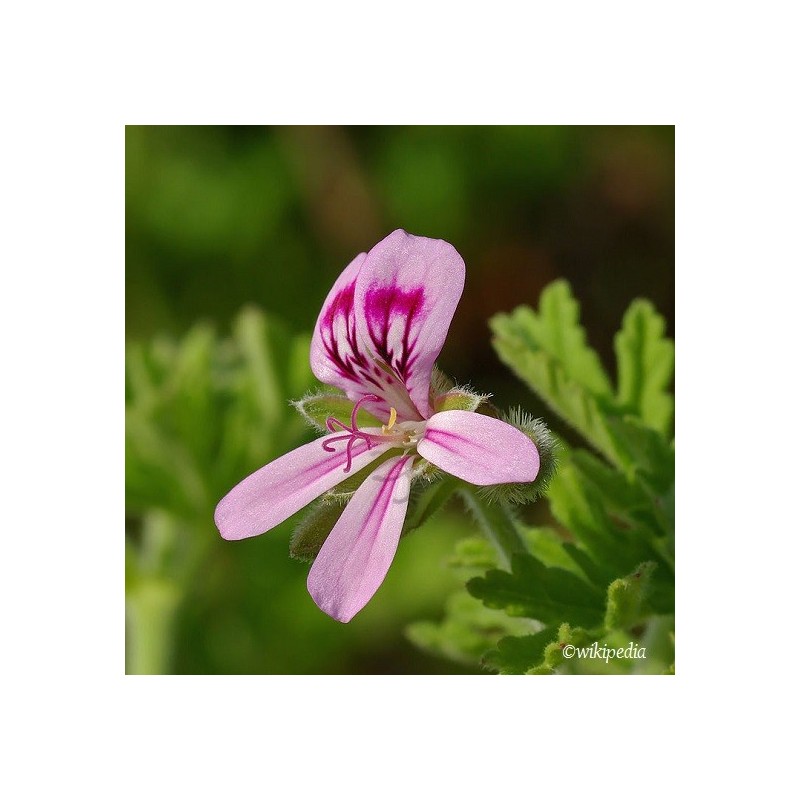 Geranium AP - essential oil - organic