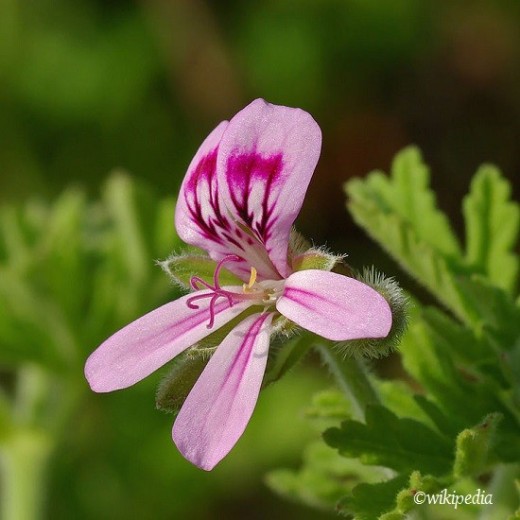 Geranium AP - essential oil - organic