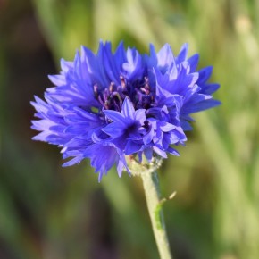Eau florale de Bleuet biologique