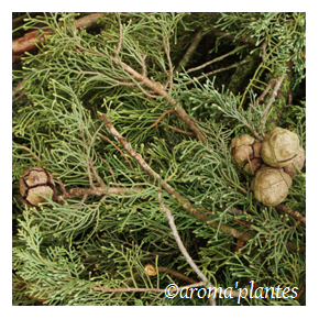 Cypress twigs essential oil Organic