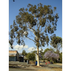 Huile essentielle d'Eucalyptus citronné biologique