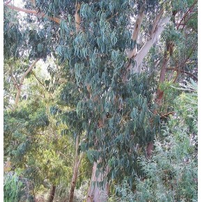 Huile essentielle d'Eucalyptus globulus biologique