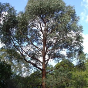 Huile essentielle d'Eucalyptus Radiata biologique