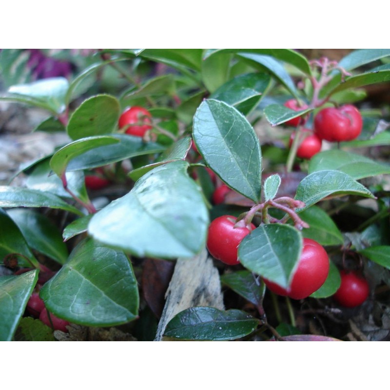 Huile essentielle Gaultherie biologique. Organic Gaultheria procumbens