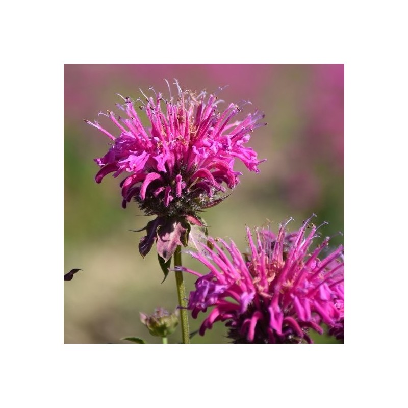 Huile Essentielle Monarde à Géraniol - Monarda Fistulosa, Flacon 500ml, Marque Oshadhi