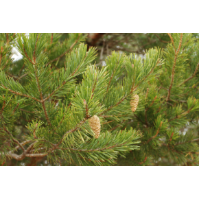 Scots Pine - essential oil - organic