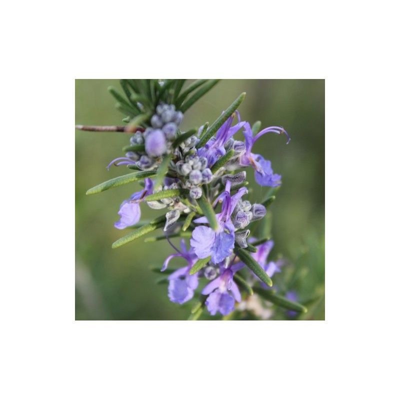 Verbenone Rosemary Essential oil Organic