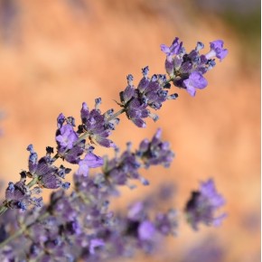 Fine Lavender - Floral water - Organic