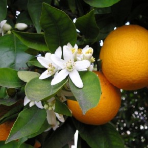 Néroli (fleur d'oranger) bio - Eau florale