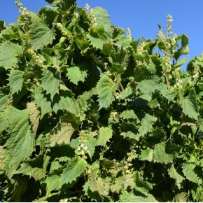 Eau florale de Perilla (Shiso) biologique