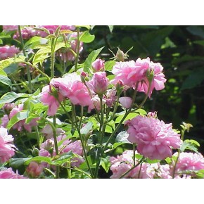 Rose floral water Organic