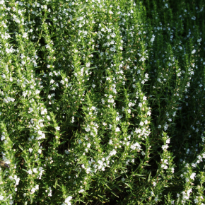 Eau florale de Sarriette vivace biologique