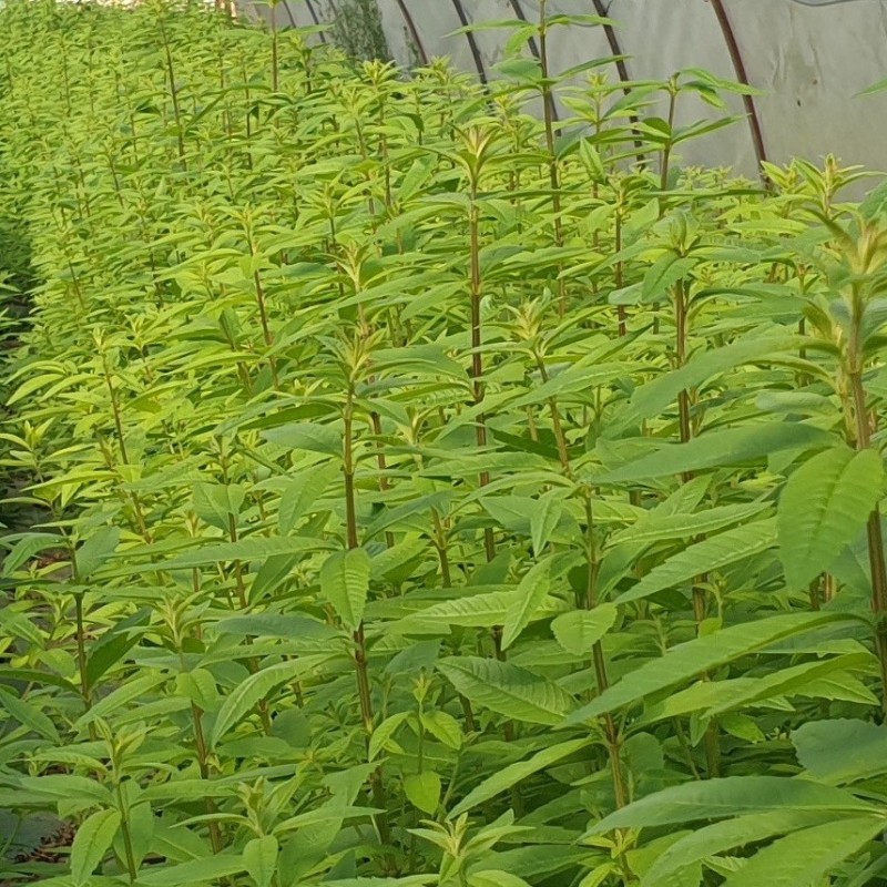 Eau florale de Verveine biologique