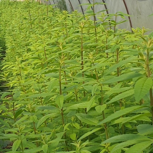 Verbena - Floral water - Organic